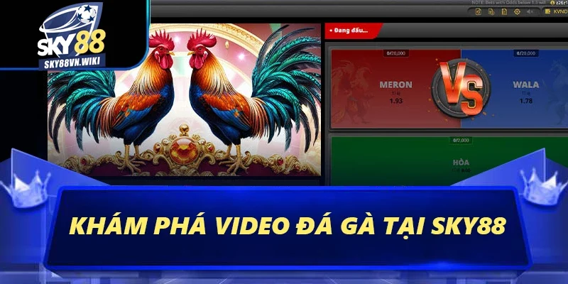 Video Đá Gà – Mang Đến Những Trận Đấu Đỉnh Cao Nhất 2 Khám phá video đá gà tại Sky88